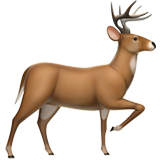HIRSCH!